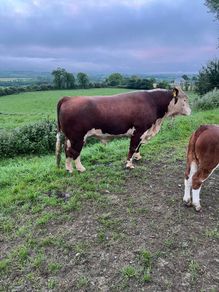 Hereford Bull