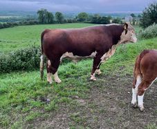Hereford Bull
