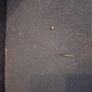 Sparco Evo Bucket Seat Image 3