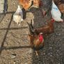 poultry chickens Image 8