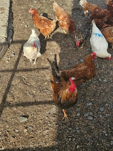 poultry chickens