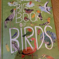 Big bird & bug kids books