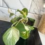 plant n'joy pothos Image 4