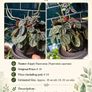 Premium Indoor plants with decorative pots Image 7