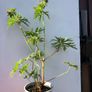 Geranium Mrs Kendal Clark Image 4