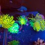 Angled Coral Frag Rack For Euphyllia Image 4
