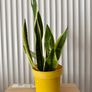 Sansevieria Image 2