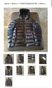 canada goose