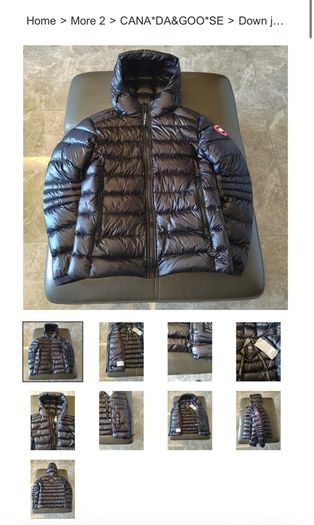 canada goose