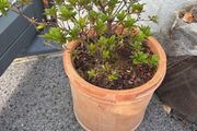 Azalea