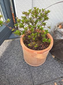 Azalea
