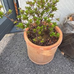 Azalea
