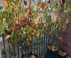 Laurel Hedges x 3