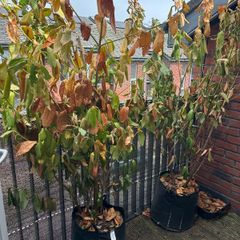Laurel Hedges x 3