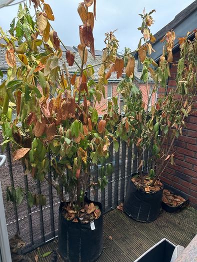 Laurel Hedges x 3