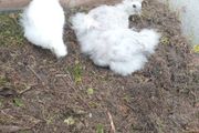 poultry