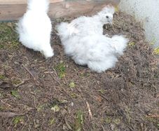 poultry