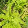 Large Ferns Three Euros Image 5