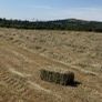 Small square Hay bales Image 5
