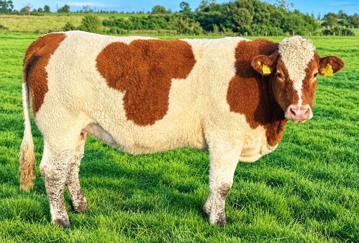35 In-Calf Heifers for Sale Balla Mart 17 Oct