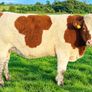 35 In-Calf Heifers for Sale Balla Mart 17 Oct Image 6