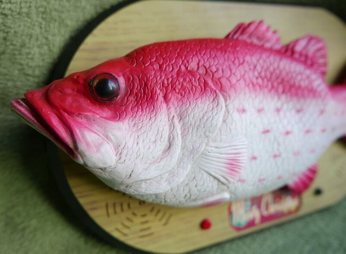 Rock King Tommy the xmas singing fish