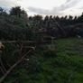 Leylandii timber for firewood Image 3