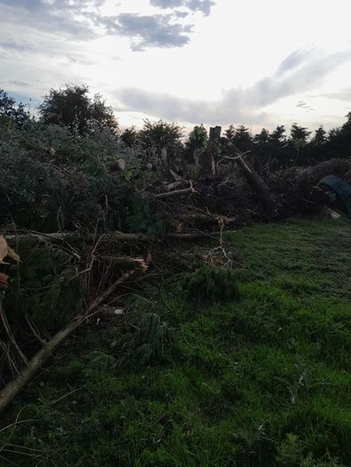 Leylandii timber for firewood