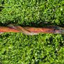 Hand-Carved Wooden Snake Walking Stick / Serpent Cane Image 6