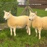 North country cheviot shearling rams Image 7