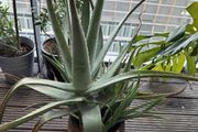 big aloe vera