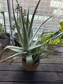 big aloe vera