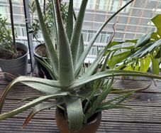 big aloe vera