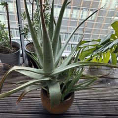 big aloe vera