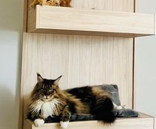 Solid heavy duty wall mounted cat tower / bed