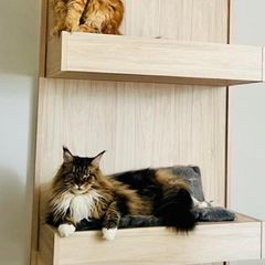 Solid heavy duty wall mounted cat tower / bed