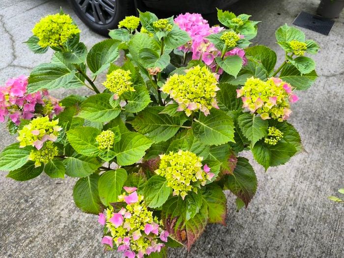 garden plants