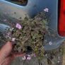 fantastic mature plants bundle Image 5