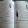 Irish indoor insects Image 2