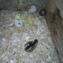 Day old chicks Image 8