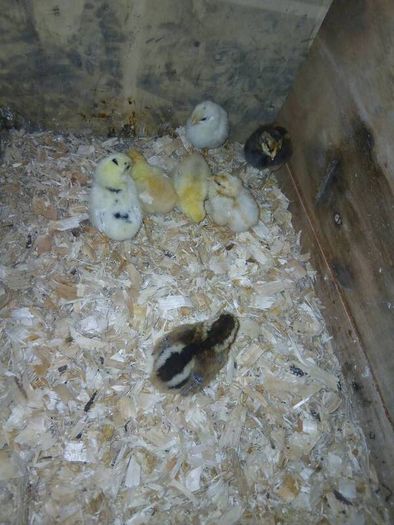 Day old chicks