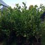 Cheap Instant 4 Foot Tall Laurel Hedge Image 10