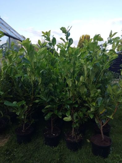 Cheap Instant 4 Foot Tall Laurel Hedge