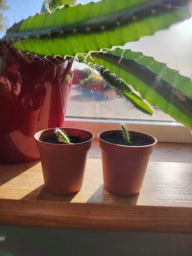 Cutting of Tropical Climbing Cactus