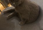 British shorthair cats