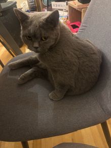 British shorthair cats