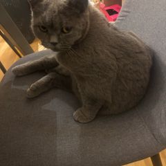 British shorthair cats