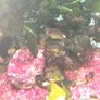 coral Image 4