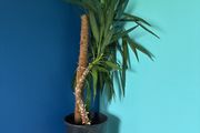 yucca