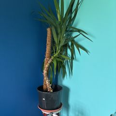 yucca